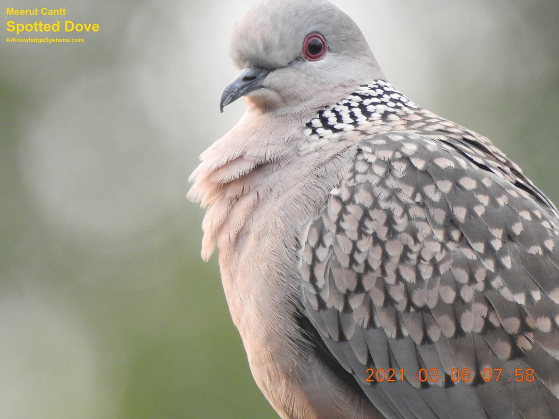 Dove Spotted (110) Coming Soon